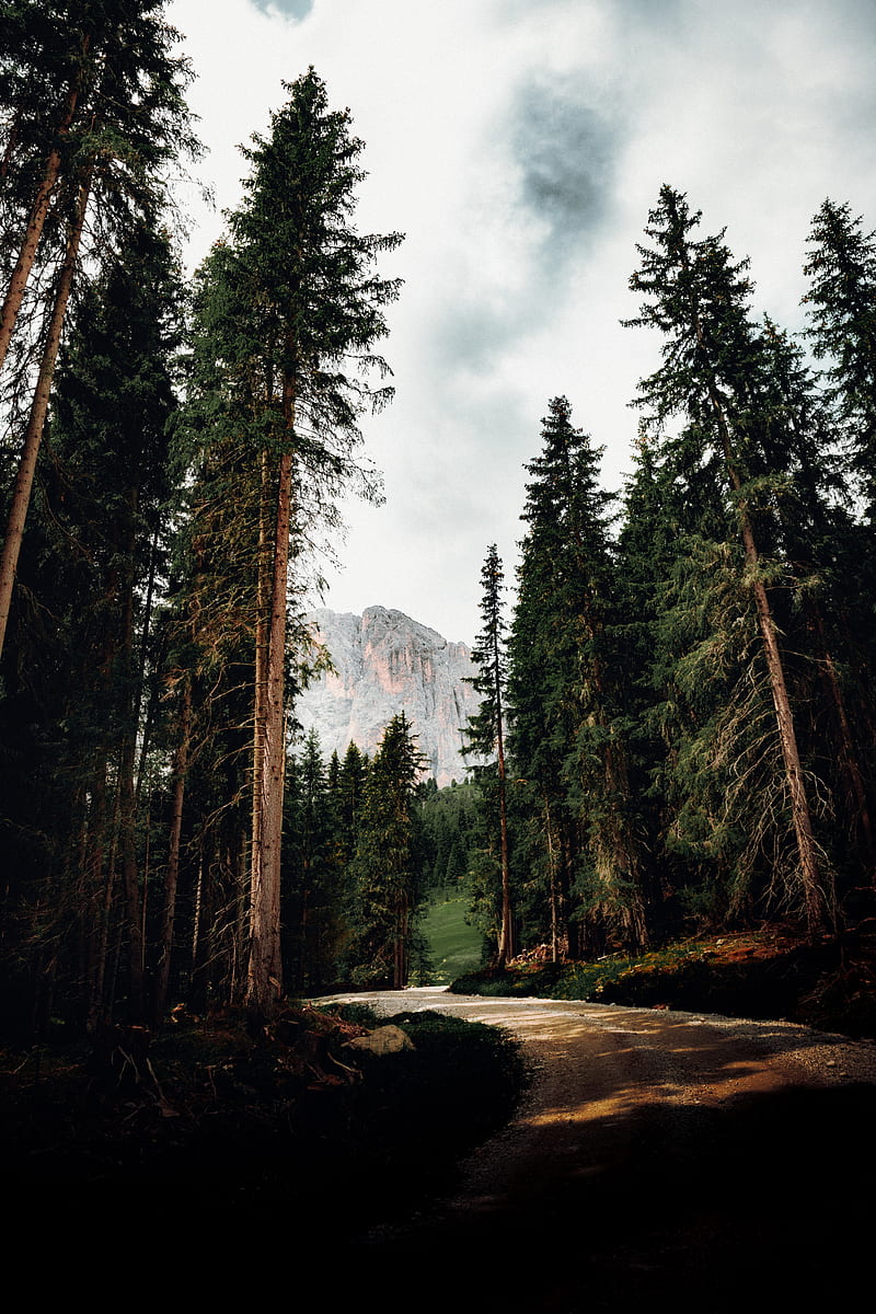 trees, mountain, peak, road, nature, HD phone wallpaper