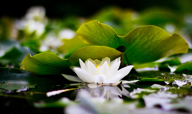 White Lotus, lotus, water lily, flowers, nature, bonito, mazare alexandru, HD wallpaper