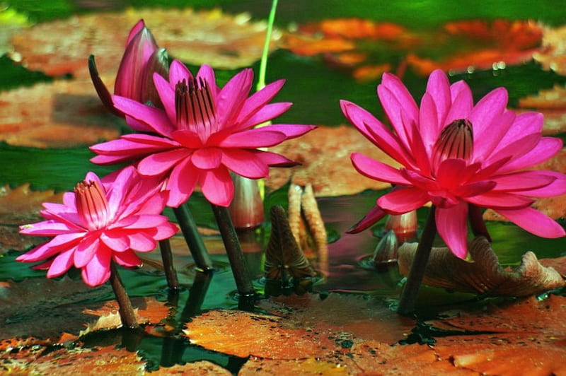 Water lilies, pretty, lilies, bonito, lake, pond, leaves, water, summer ...