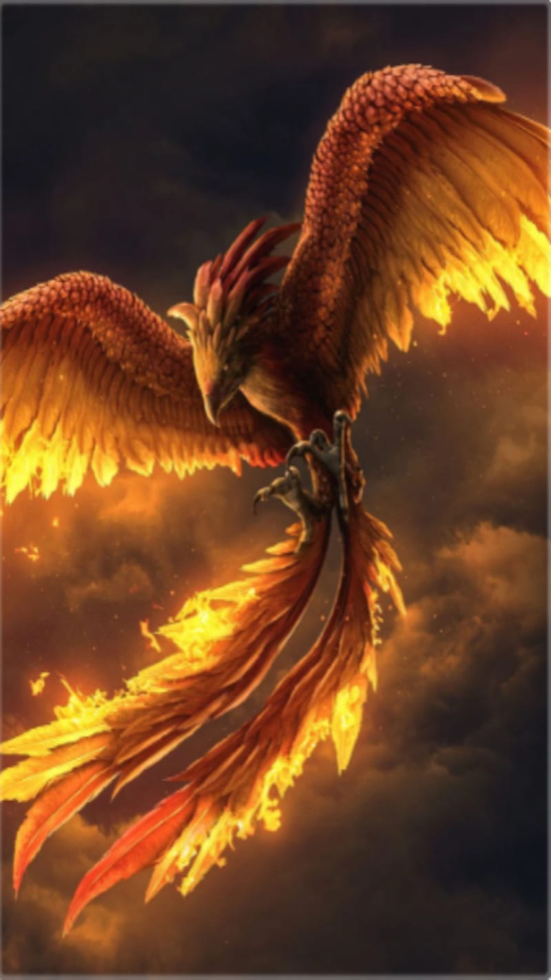 Phoenix bird fire orange hop red HD phone wallpaper  Peakpx