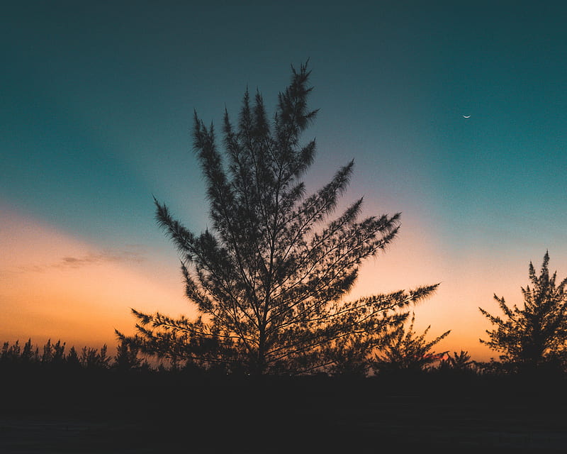 tree, twilight, evening, sky, sunset, outlines, HD wallpaper