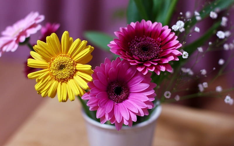 Vase With Gerbera, purple, gerbera, flowers, yellow, vase, HD wallpaper