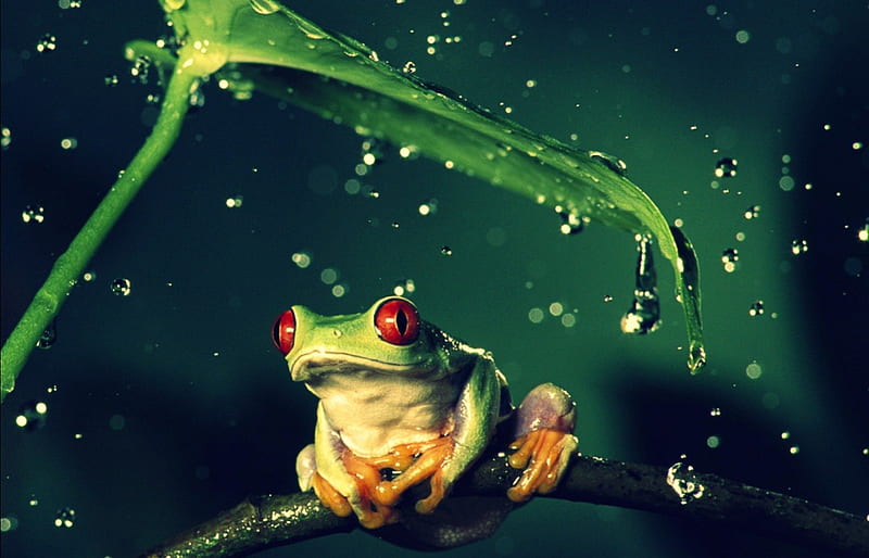 Frog, green, yellow, nature, rain, animal, red eyes, leaf, HD wallpaper