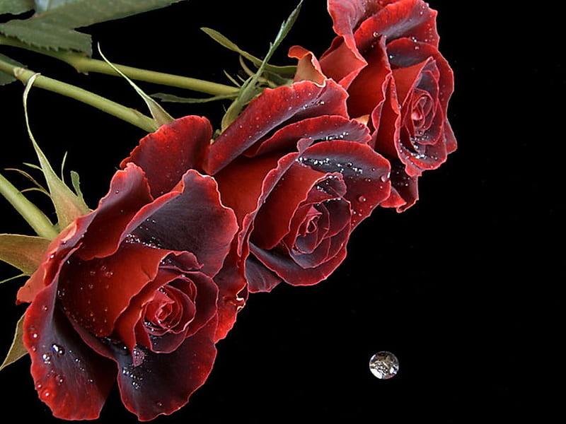 Pink Red Flower - Free photo on Pixabay - Pixabay