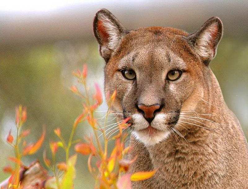 Touches of autumn, cougar, plant, face, cat, hunter, HD wallpaper