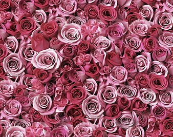 red roses background timblr