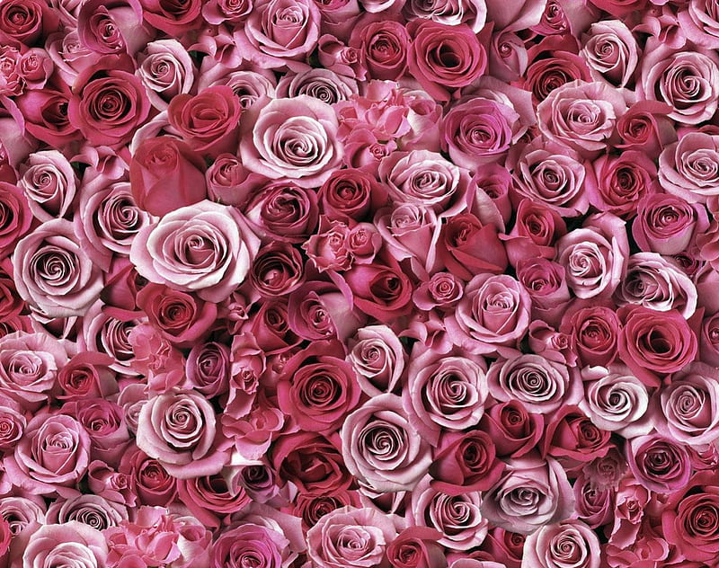 Rose orgie, red, rose, roses, pink, lot, HD wallpaper | Peakpx