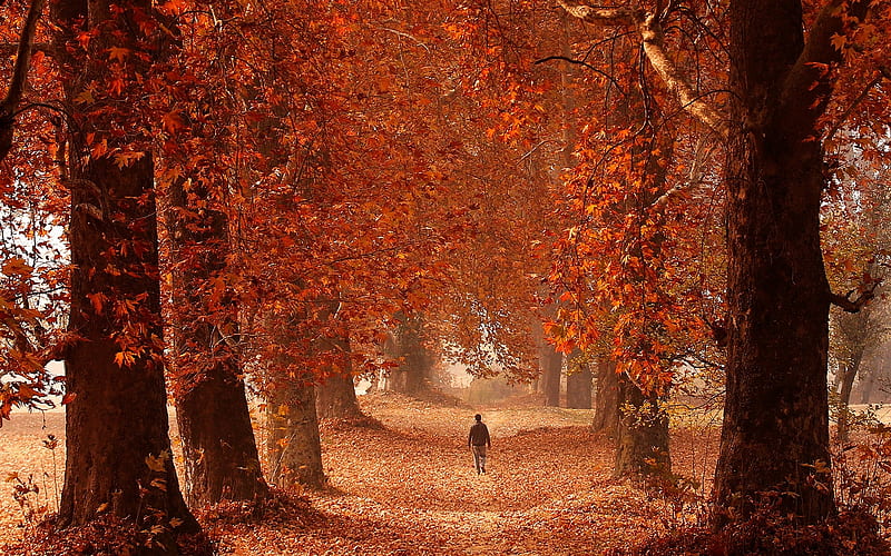 An autumn stroll in Srinagar, India, Trees, Srinagar, Autumn, India, HD wallpaper
