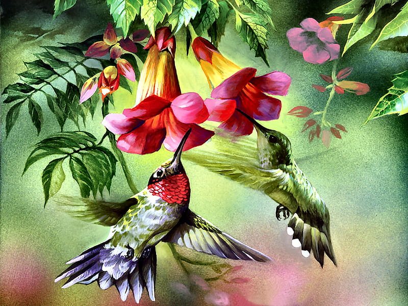 Hummingbirds F, art, hummingbirds, bonito, illustration, artwork, animal, bird, avian, painting, wide screen, wildlife, nature, HD wallpaper
