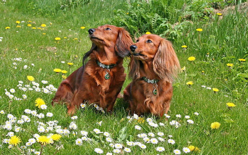 *** Long haired daschunds ***, animals, dogs, animal, dog, HD wallpaper