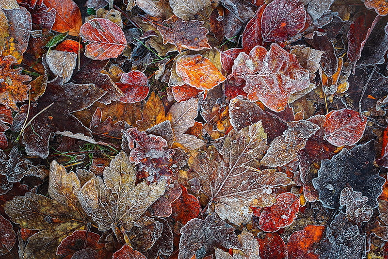 Frozen leaves, autumn, orange, texture, skin, frozen, winter, leaf, HD wallpaper