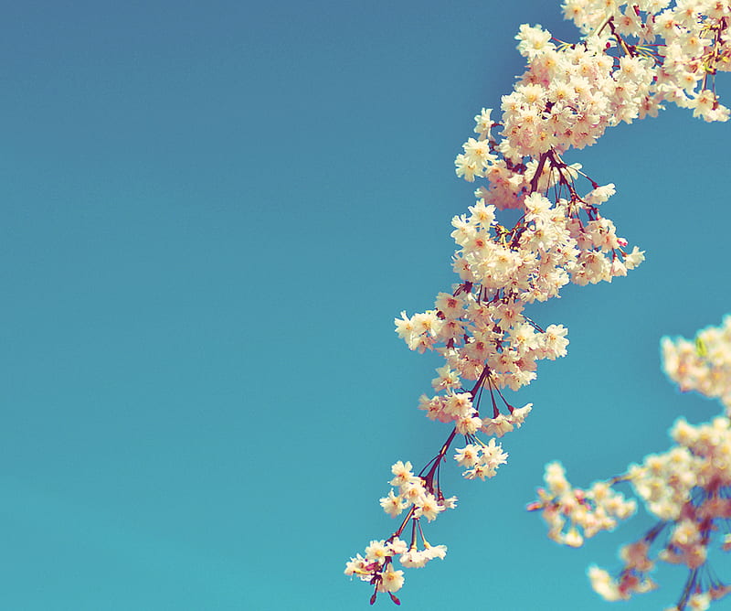 Cherry Blossom, colorful, flowers, nature, HD wallpaper