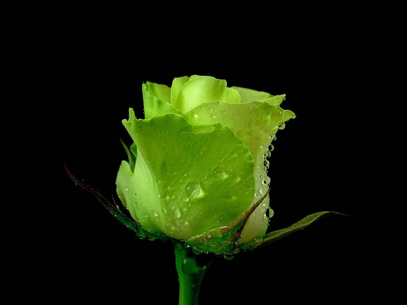 Wonderful rose, wet, green rose, rose, beayuty, water drops, flower, bonito, HD wallpaper
