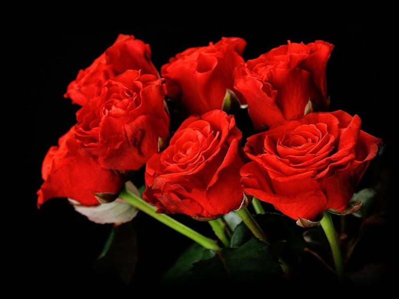 Red Roses, red, flowers, roses, gorgeous, HD wallpaper | Peakpx