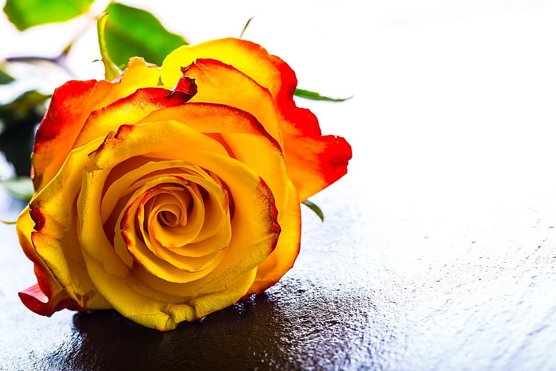 flower, graphy, rose, abstract, HD wallpaper flower, graphy, rose, abstract, HD wallpaper