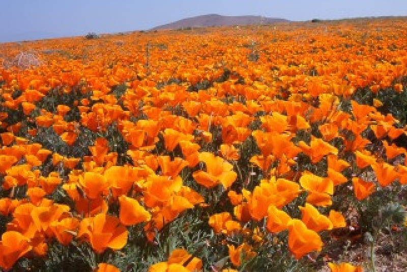 Antelope Valley Poppy Reserve, California, orange, california, blye, poppies, sky, antelope, valley, flowers, nature, petals, field, HD wallpaper