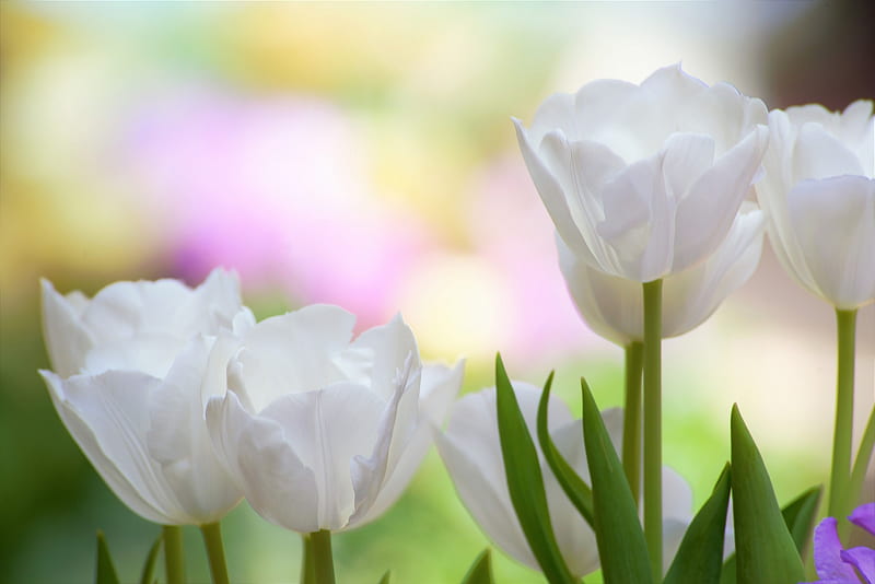 White Tulips, Tulips, Crane, Flowers, Blooming, White, HD wallpaper