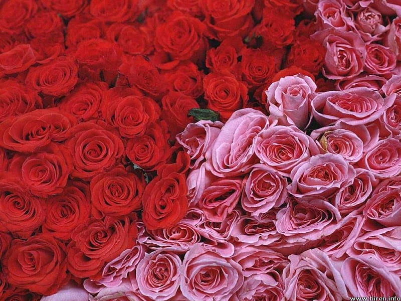 Red and Pink Roses Combo, Roses, Red, Pink, Combo, HD wallpaper