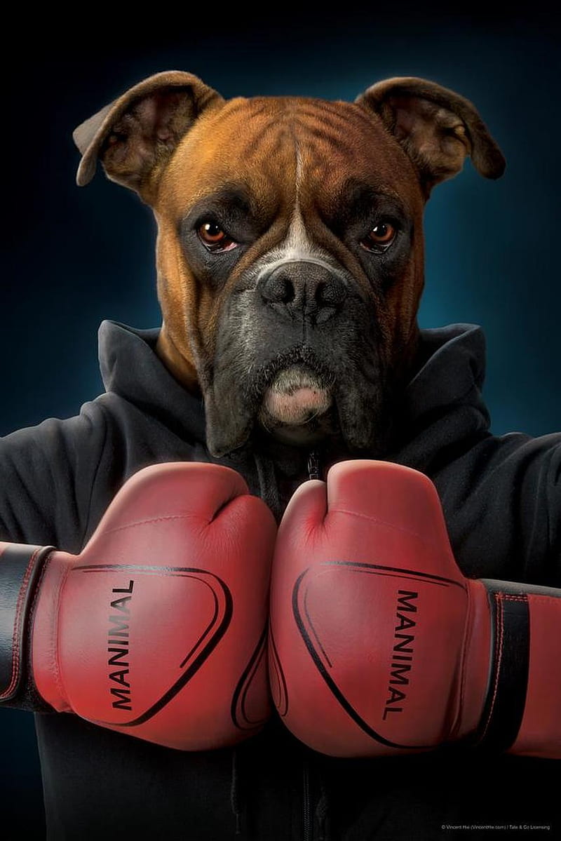 HD   Boxing Dog Boxer Dogs 