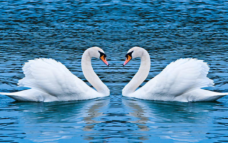 Swan Love Birds, swan, birds, love, couple, HD wallpaper