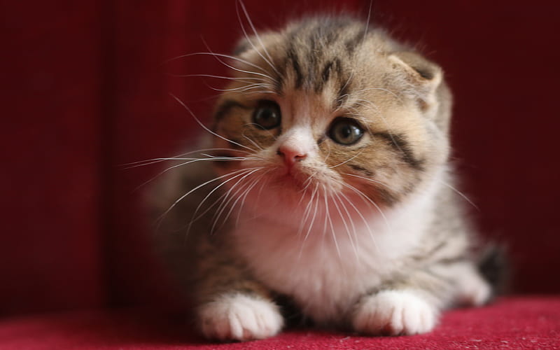 Scottish Fold, kitten, pets, cats, Felis catus, cute animals, Scottish Fold Cat, HD wallpaper
