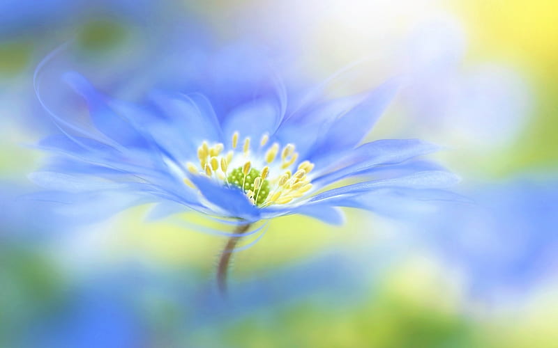 Anemone flower, pale blue, middle, bright, flower, anemone, HD wallpaper
