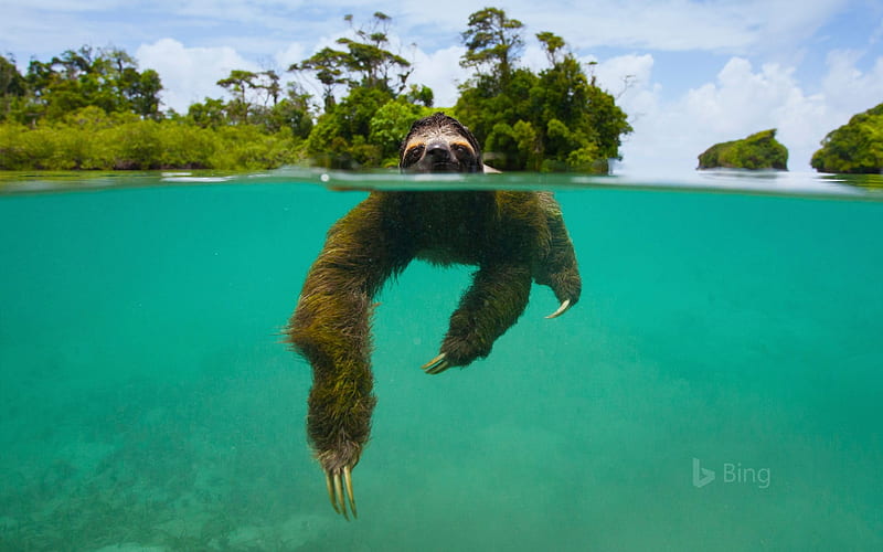 The Pygmy Three Toed Sloth Swimming, Near, The, shield, Three, Toed, Isla, Panama, Veraguas, De, Swimming, Pygmy, Sloth, HD wallpaper