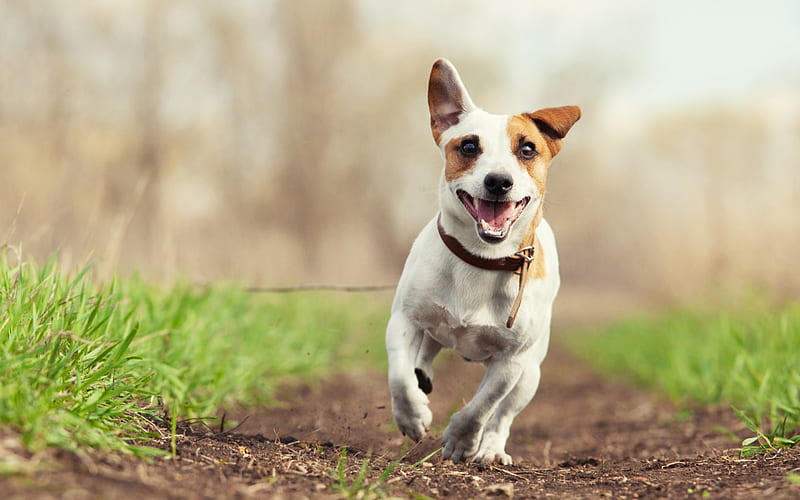 Jack Russell Terrier, running dog, pets, dogs, bokeh, cute animals, Jack Russell Terrier Dog, HD wallpaper