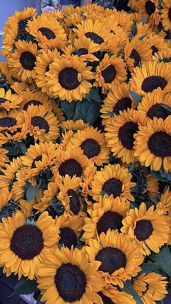 vintage sunflower background