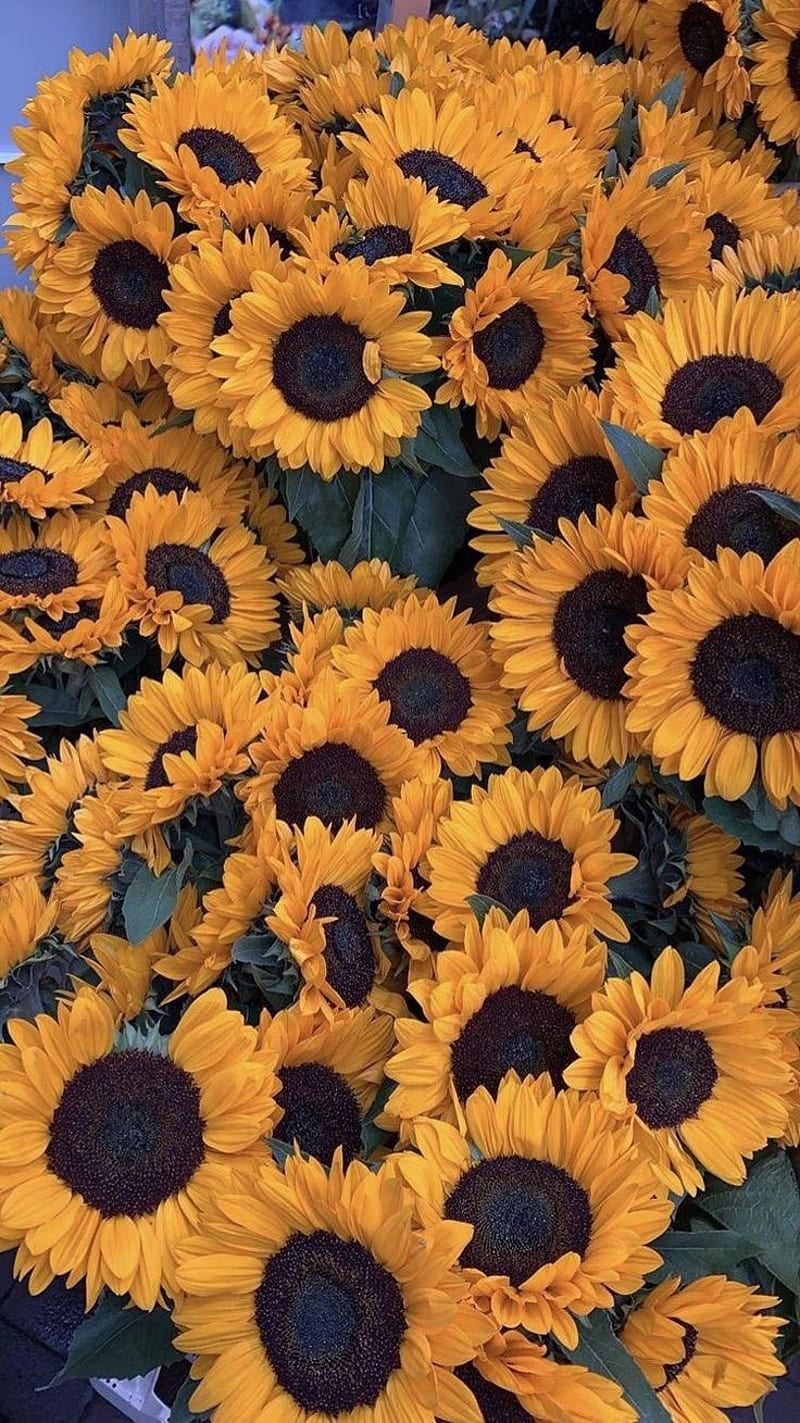 Girasol sunflowers vintage HD phone wallpaper  Peakpx