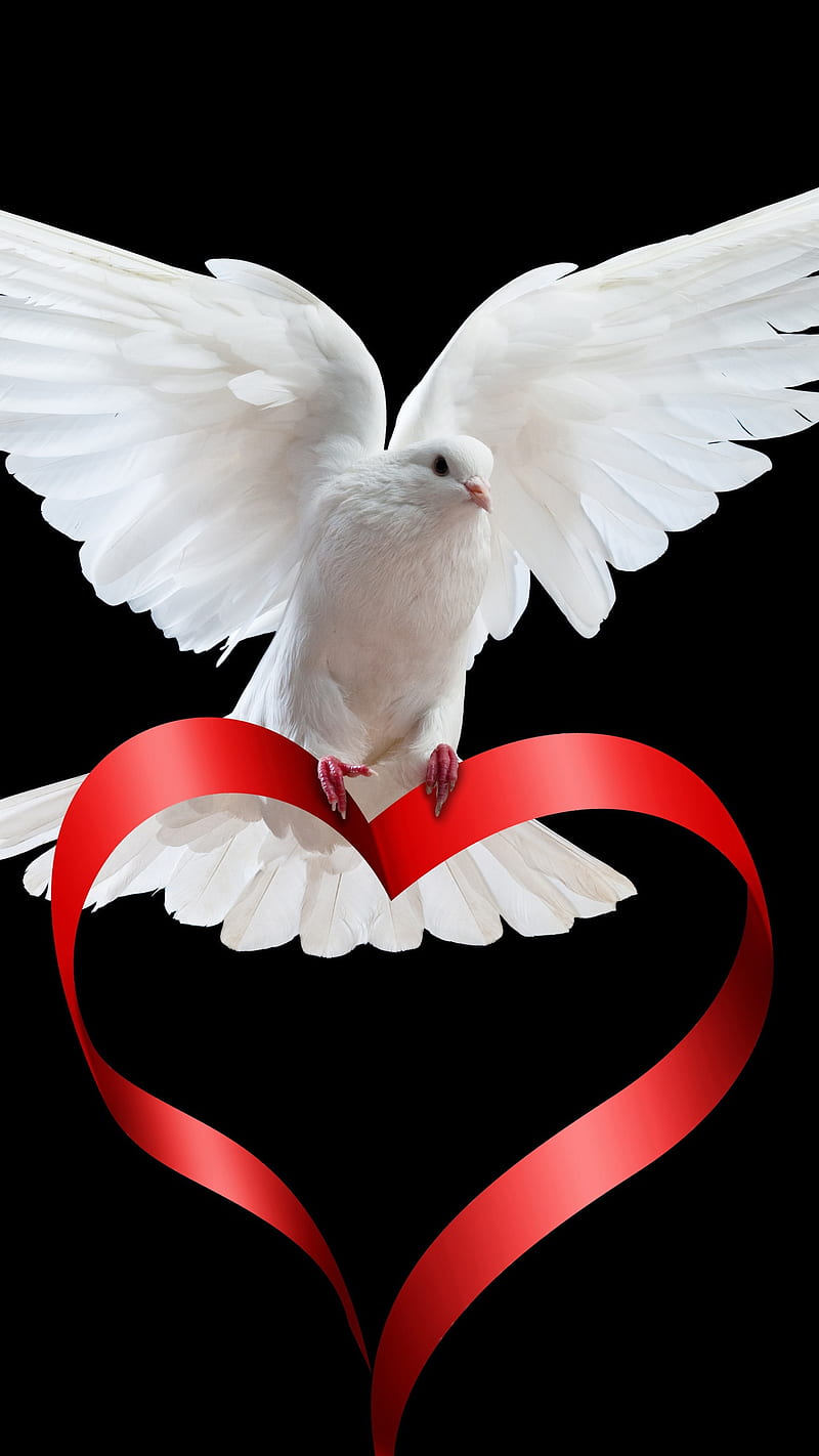Pigeon love story , bird, heart, romantic, HD phone wallpaper