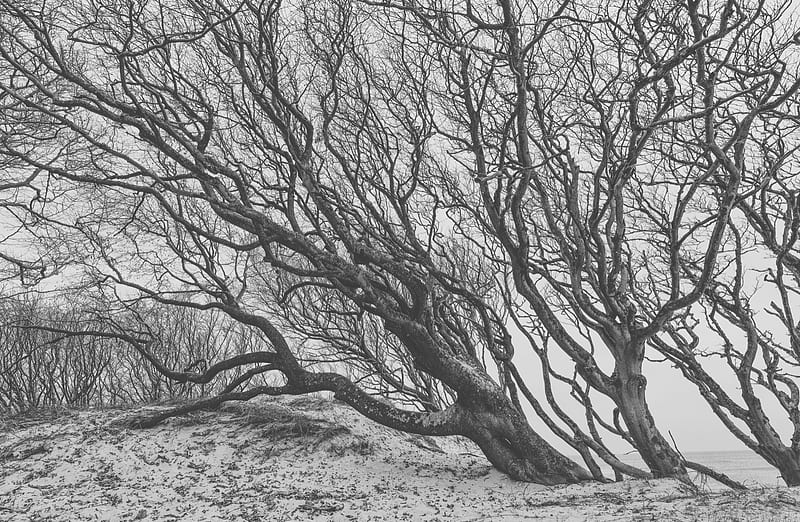 Tree, Wind, Black and White Ultra, Black and White, Landscape, Autumn, Trees, Germany, Coast, Seasons, places, Baltic Sea, Fischland, Mecklenburg Western Pomerania, west beach, HD wallpaper