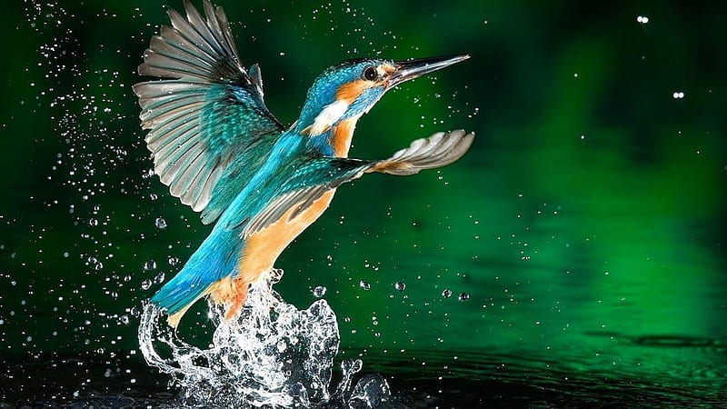 Kingfisher, Spray, Feathers, Bird, Wings, Drops, HD wallpaper