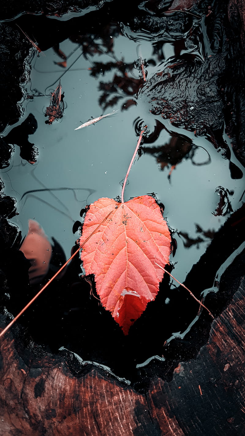 reddish leaf on water, HD phone wallpaper