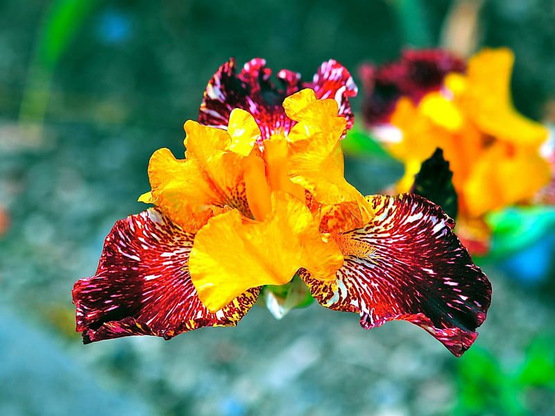 Blossoming Irises, flower, yellow, irises, blossom, HD wallpaper