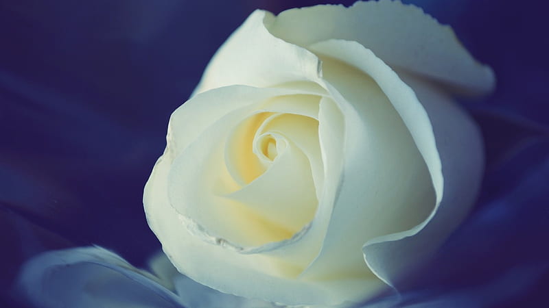 White Rose, pretty, rose, mature, flower, white, HD wallpaper