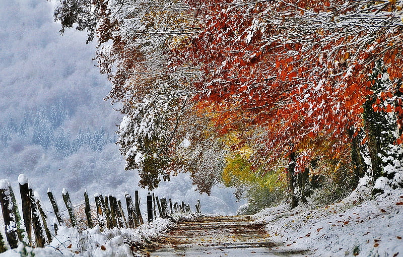 Between Autumn and Winter, fall, autumn, winter time, winter splendor,  winter, HD wallpaper