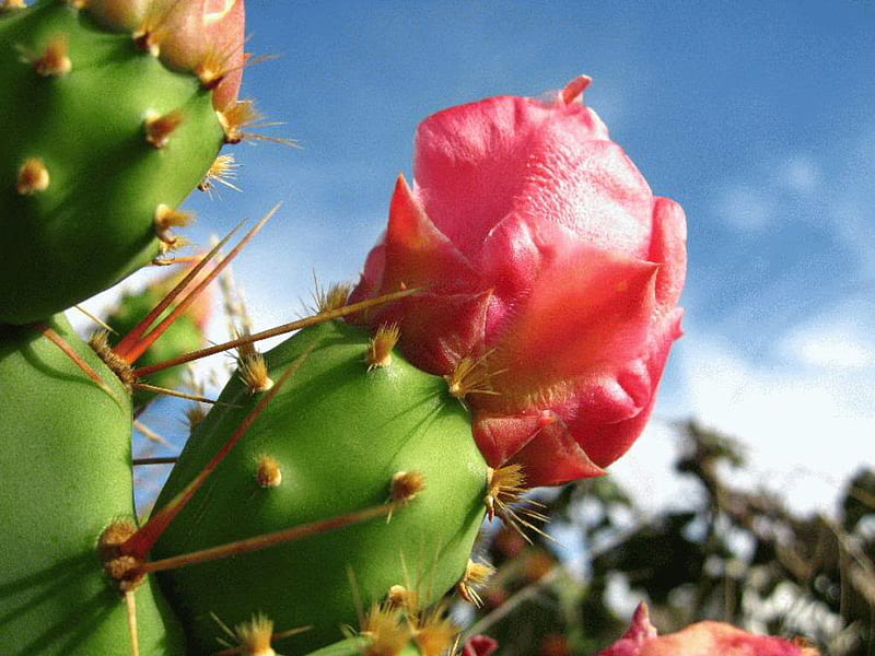 Maternal Love, cactus, green, pink, desert plant, HD wallpaper