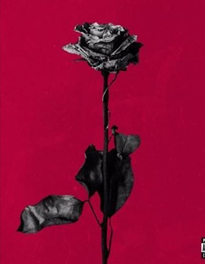 Dead roses album, albums, blackbear, flower, music, pop, song, songs, HD phone wallpaper