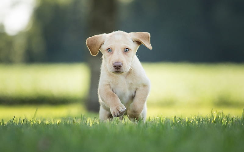 labrador, running dog, puppy, retriever, pets, bokeh, labradors, golden retriever, HD wallpaper