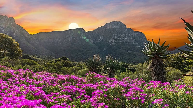 Kirstenbosch National Botanical Garden Capetown, South Africa, sunset, mountains, clouds, blossoms, landscape, colors, sky, HD wallpaper