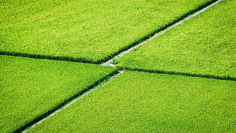 Aerial View Of Plantation Greenery Field Nature, HD wallpaper | Peakpx