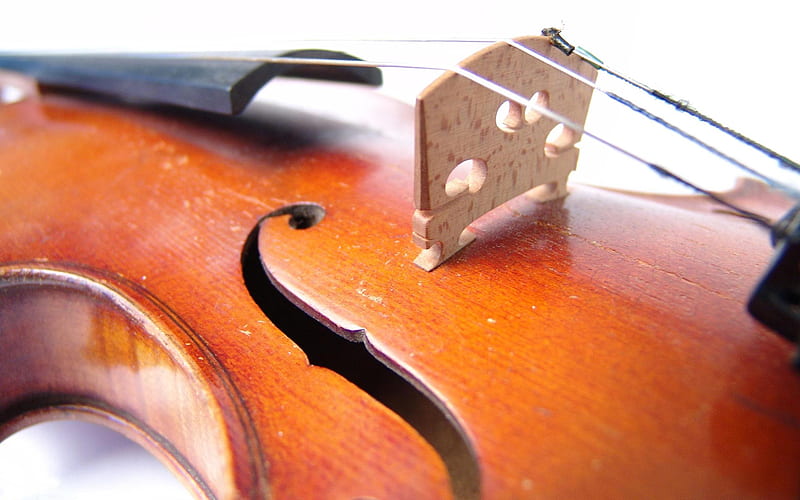 the violin, pretty, brown, music, black, concert, strings, entertainment, white, wood, HD wallpaper
