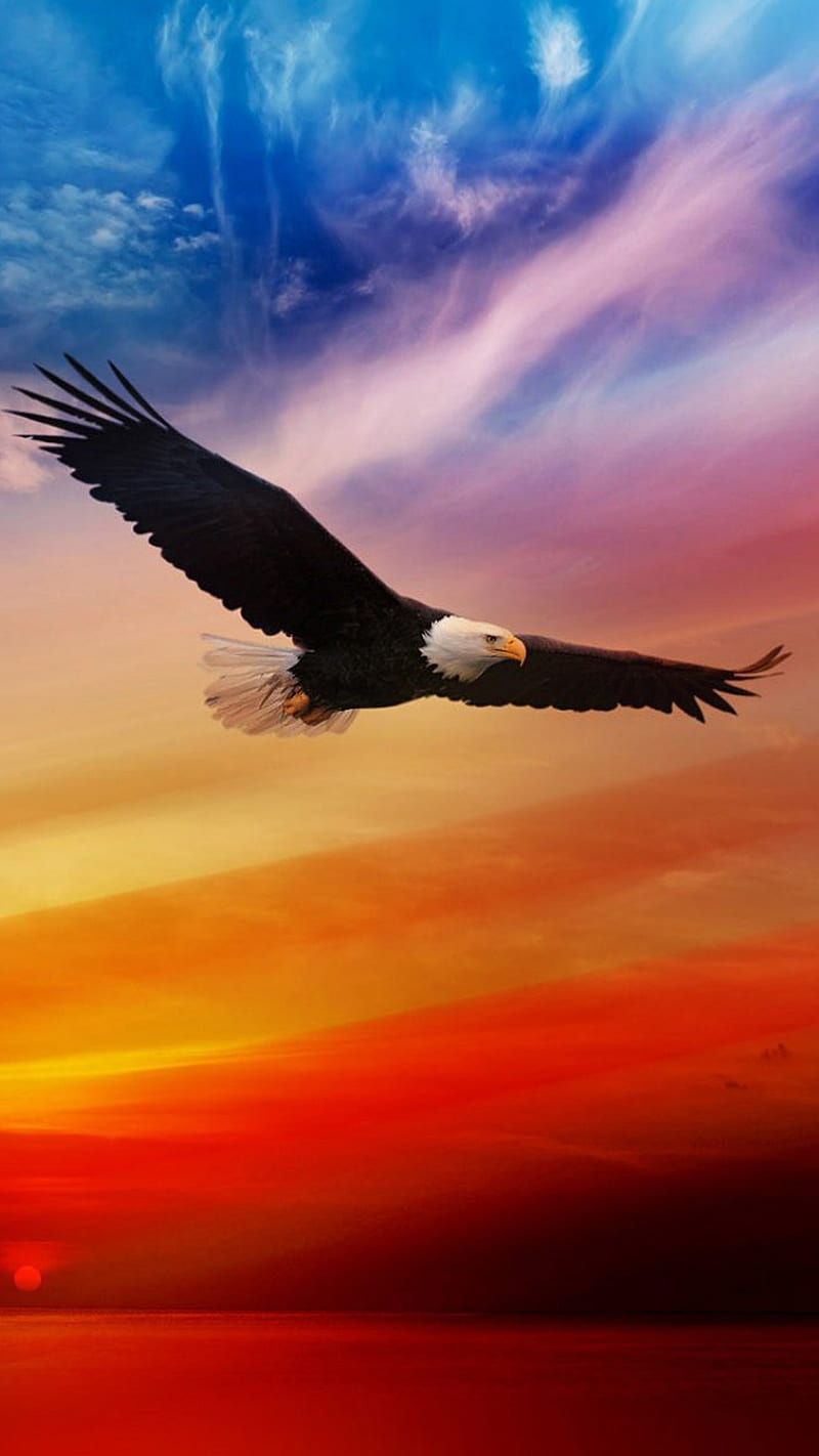 King of the sky, animal, birds, eagle, fly, nature, HD phone wallpaper |  Peakpx
