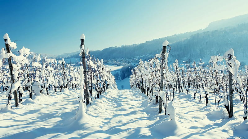 vineyard in winter, mountain, haze, town, vineyard, winter, HD wallpaper