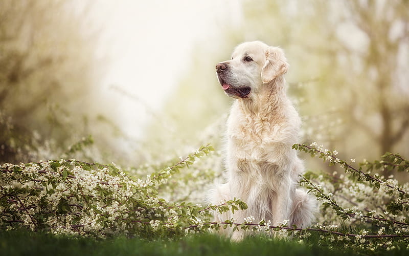 Golden Retriever Dog, forest, labradors, dogs, spring, pets, cute dogs, Golden Retriever, HD wallpaper