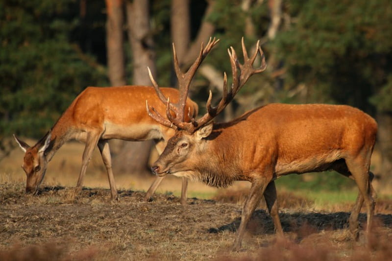 Red Deer with female, reddeer, nature, rutting, season, animals, forrest, HD wallpaper