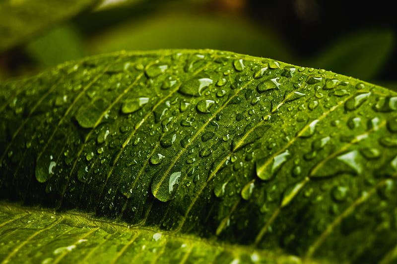 drops, water, macro, leaf, wet, HD wallpaper