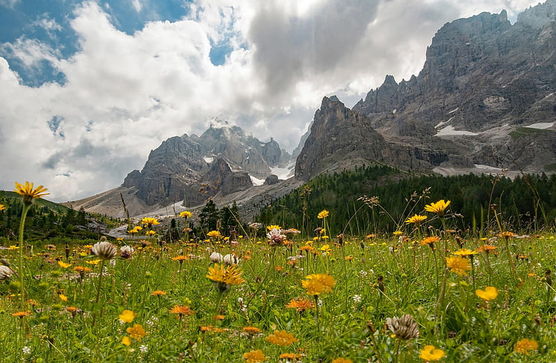 Mountains, Mountain, Alps, Dolomites, Flower, Meadow, Summer, HD wallpaper