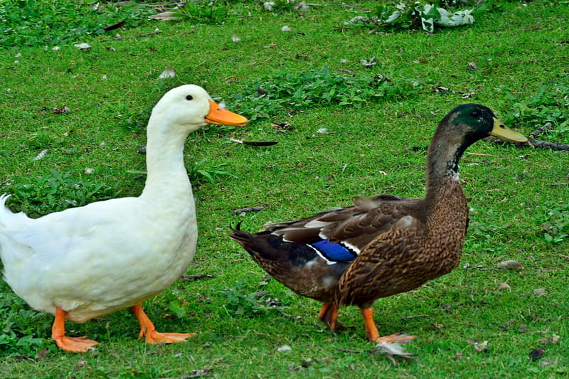 The Odd Couple, white ducks, ducks, canadian geese, black ducks, HD wallpaper